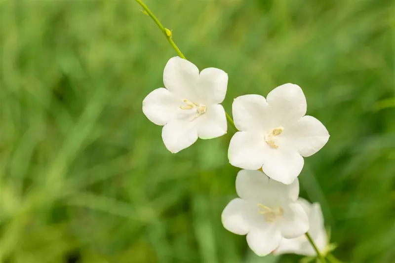 campanula pers. 'grandiflora alba' P9 - afbeelding 3
