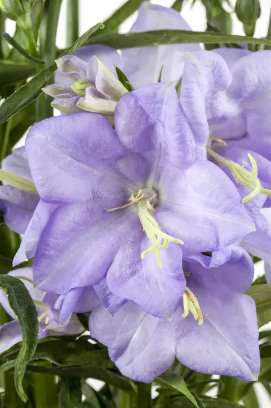 campanula pers. 'coerulea' P9