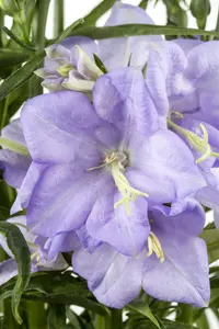 campanula pers. 'coerulea' P9