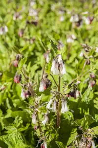 symphytum grandiflorum P9 - afbeelding 5