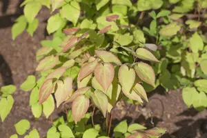 grandiflorum - afbeelding 6