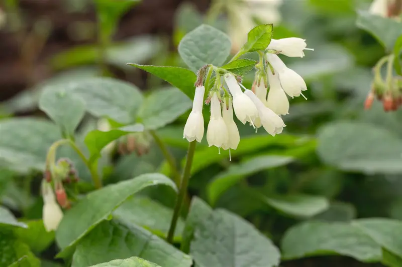 symphytum grandiflorum P9 - afbeelding 4