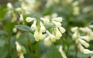symphytum grandiflorum P9 - afbeelding 5