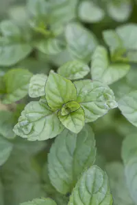 Grapefruit - afbeelding 2