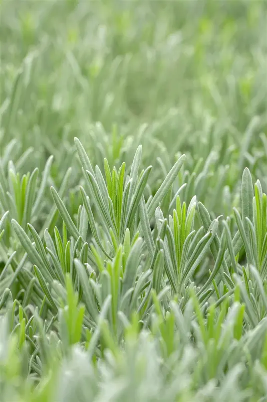 lavandula int. 'grappenhall' P9 - afbeelding 5