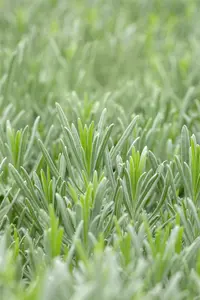 lavandula int. 'grappenhall' P9 - afbeelding 5