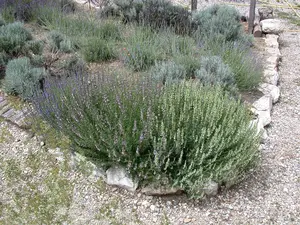 lavandula int. 'grappenhall' P9 - afbeelding 5