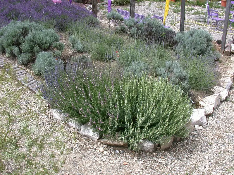 lavandula int. 'grappenhall' P9 - afbeelding 2