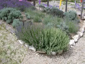 lavandula int. 'grappenhall' P9 - afbeelding 2