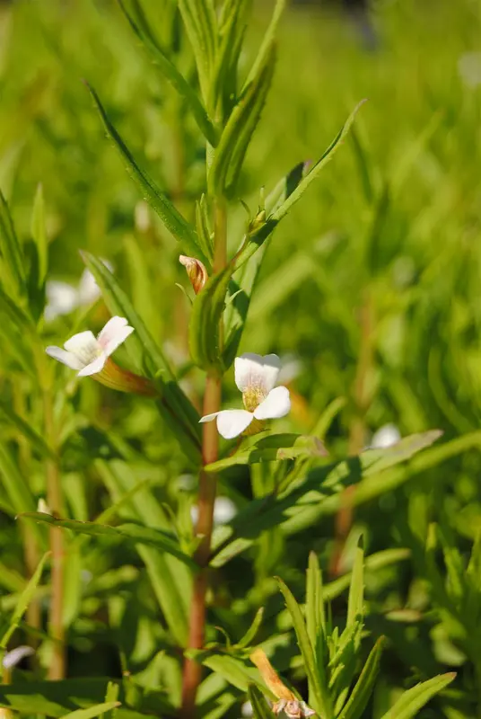 officinalis