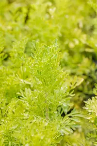 graveolens - afbeelding 2