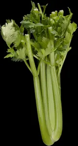 graveolens - afbeelding 10