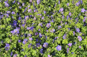 geranium himal. 'gravetye' P9 - afbeelding 4