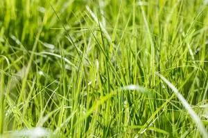 carex grayi P9