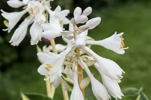 hosta sieb. 'great expectations' P9 - afbeelding 2