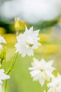 Aquilegia vulg. 'Green Apples' P9 - afbeelding 2