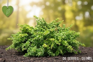 Berberis thunbergii 'Green Carpet' C (25- 30)