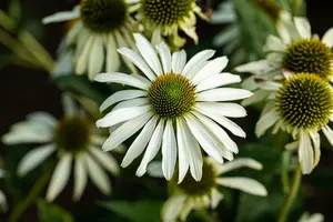 Green Jewel - afbeelding 1