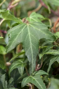 hedera helix 'green ripple' P9