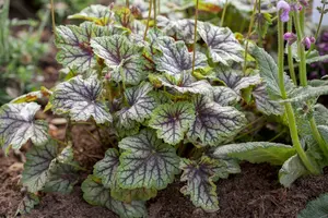 heuchera hybr. 'green spice' P9