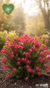 Grevillea juniperina C10 (50- 60)