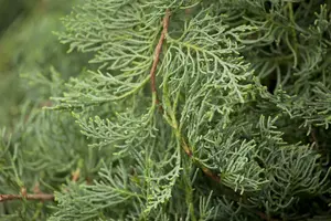 Grey Owl juniperus 150-175 - afbeelding 2