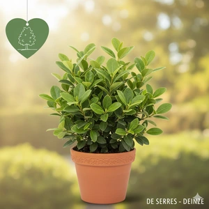 Griselinia littoralis C3 (40- 50)