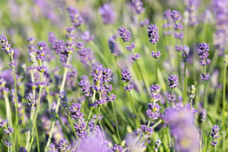 lavandula int. 'grosso' P9