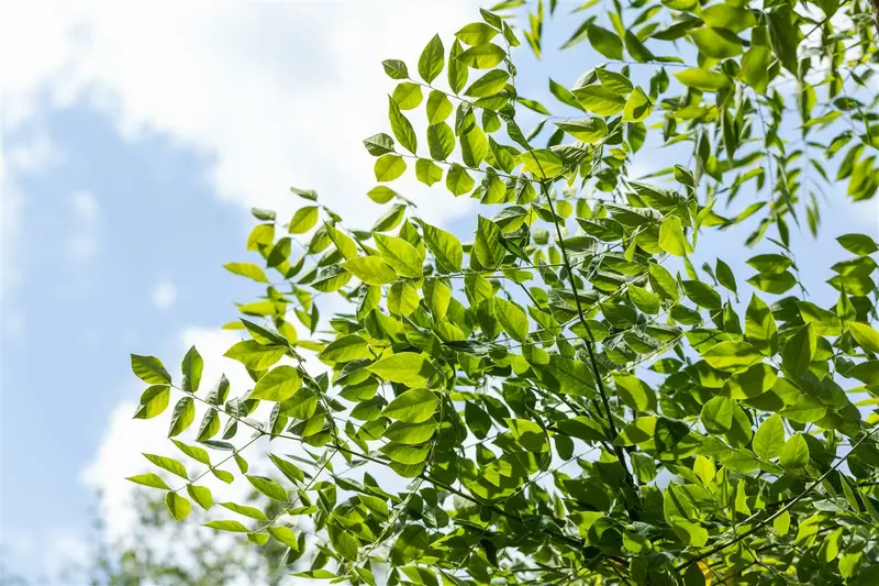gymnocladus dioica 14/16 C