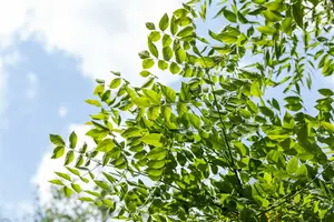 gymnocladus dioica 14/16 C