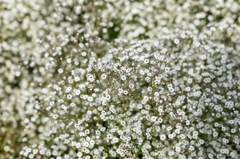 Gypsophila 'Festival White Flare' P9 - afbeelding 1