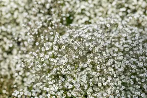 Gypsophila 'Festival White Flare' P9 - afbeelding 1