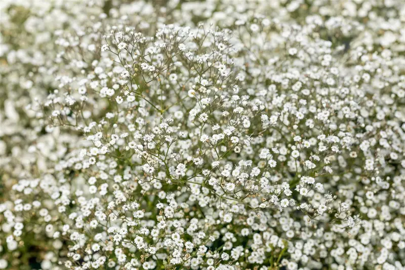 Gypsophila 'Festival White Flare' P9 - afbeelding 2