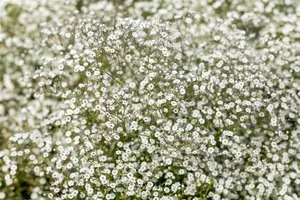 Gypsophila 'Festival White Flare' P9 - afbeelding 2