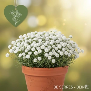 Gypsophila repens 'Compacta Plena' P9