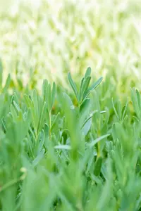 repens - afbeelding 2