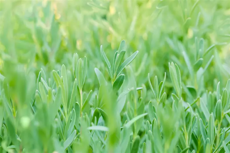 repens - afbeelding 1