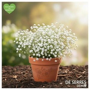 Gypsophila repens 'Alba' P11