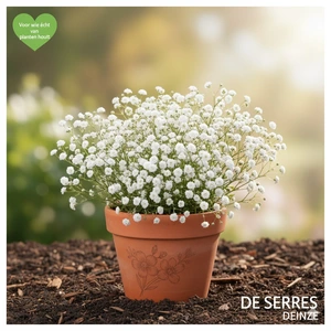 Gypsophila repens 'Alba' P9