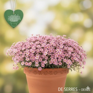 Gypsophila repens 'Rosa Schönheit'