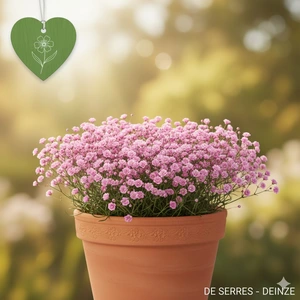 Gypsophila repens 'Rosa Schönheit' P9