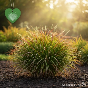 Hakonechloa macra 'Beni Kaze' P9