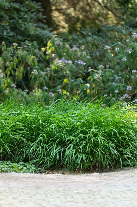 Hakonechloa macra 'Greenhills' P9