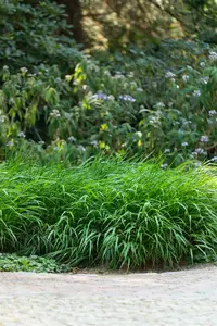 Hakonechloa macra 'Greenhills' P9