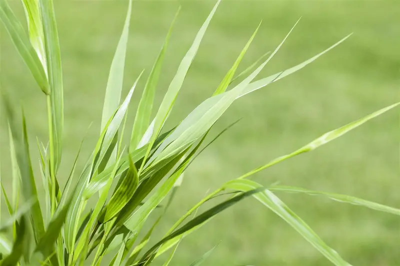 Hakonechloa macra 'Naomi'® P9 - afbeelding 2