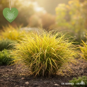 Hakonechloa macra 'SunFlare' P9