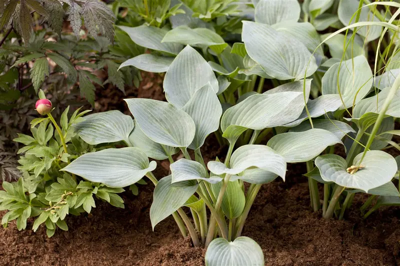 hosta hybr. 'halcyon' P9