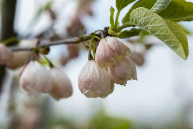 Halesia carolina 200-250   C90 MRST - afbeelding 2