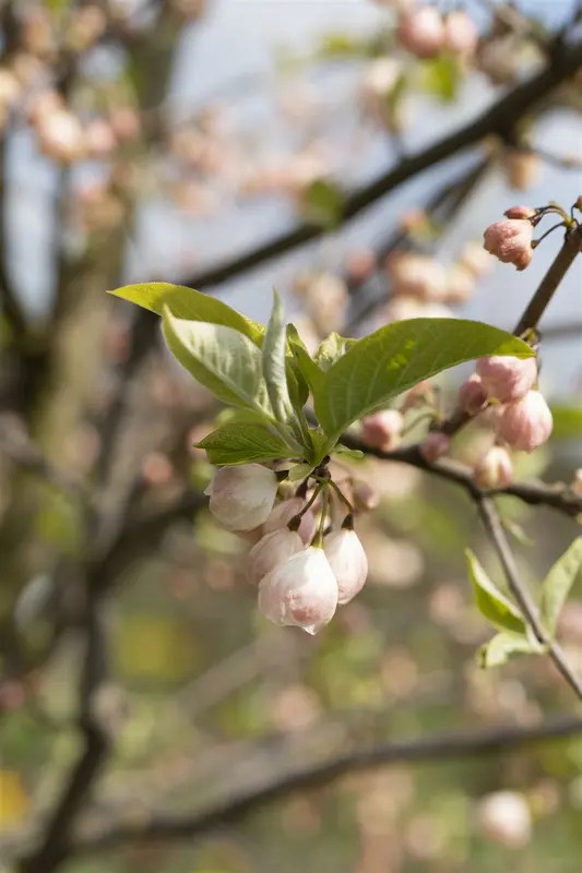 halesia carolina (60-100  cm) - afbeelding 2
