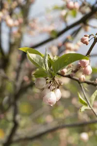 halesia carolina (60-100  cm) - afbeelding 2